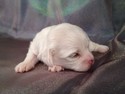 Female Shih tzu Bichon Puppy for sale #9 Born Jan. 1st 2013 Ready Feb. 28th 2013|Shipping $150 to most large airports Like Charlotte NC